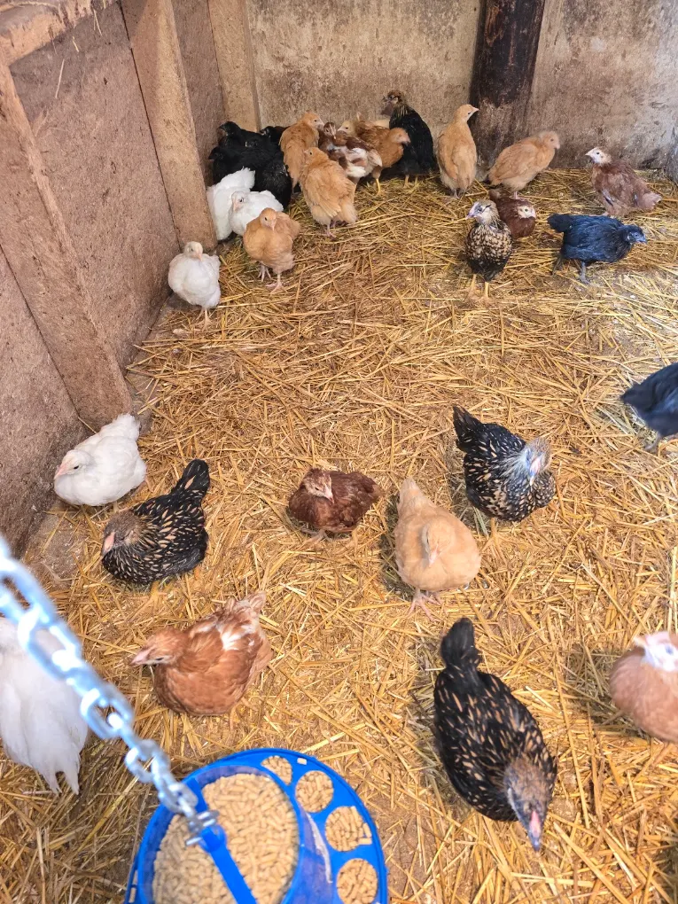 Young chickens of many breeds and colors on fresh straw inside the Loco Acres brooder barn